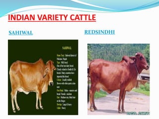 INDIAN VARIETY CATTLE 
SAHIWAL REDSINDHI 
 