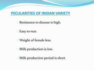 PECULARITIES OF INDIAN VARIETY 
Resistance to disease is high. 
Easy to rear. 
Weight of female less. 
Milk production is low. 
Milk production period is short. 
 