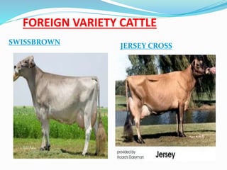 FOREIGN VARIETY CATTLE 
SWISSBROWN 
JERSEY CROSS 
 