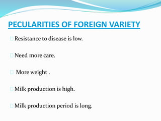PECULARITIES OF FOREIGN VARIETY 
Resistance to disease is low. 
Need more care. 
More weight . 
Milk production is high. 
Milk production period is long. 
 