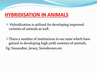 HYBRIDISATION IN ANIMALS 
 Hybridization is utilized for developing improved 
varieties of animals as well. 
There a number of institutions in our state which have 
gained in developing high yield varieties of animals. 
Eg: Sunandini, Jersey, Swissbrown etc 
 