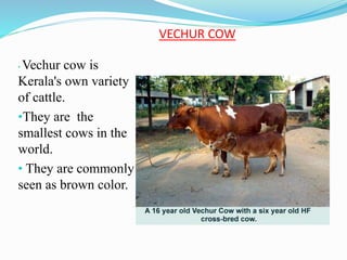 VECHUR COW 
•Vechur cow is 
Kerala's own variety 
of cattle. 
•They are the 
smallest cows in the 
world. 
• They are commonly 
seen as brown color. 
 