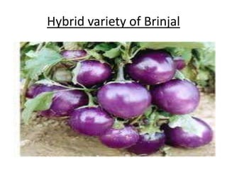 Hybrid variety of Brinjal 
 