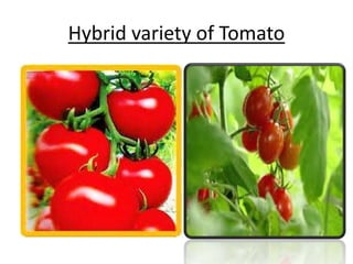 Hybrid variety of Tomato 
 
