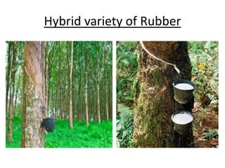 Hybrid variety of Rubber 
 
