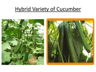 Hybrid Variety of Cucumber 
 