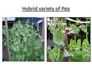 Hybrid variety of Pea 
 