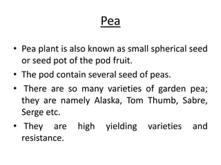 Pea 
• Pea plant is also known as small spherical seed 
or seed pot of the pod fruit. 
• The pod contain several seed of peas. 
• There are so many varieties of garden pea; 
they are namely Alaska, Tom Thumb, Sabre, 
Serge etc. 
• They are high yielding varieties and 
resistance. 
 