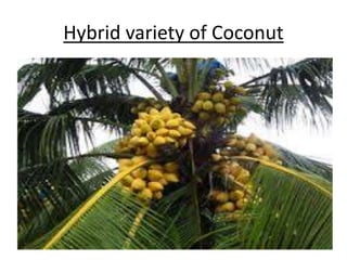 Hybrid variety of Coconut 
 