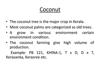 Coconut 
• The coconut tree is the major crop in Kerala. 
• Most coconut palms are categorized as old trees. 
• It grow in various environment certain 
environment condition. 
• The coconut farming give high volume of 
production. 
Example: PB 121, KHINA-1, T x D, D x T, 
Kerasanka, Kerasree etc. 
 