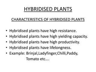 HYBRIDISED PLANTS 
CHARACTERISTICS OF HYBRIDISED PLANTS 
• Hybridised plants have high resistance. 
• Hybridised plants have high yielding capacity. 
• Hybridised plants have high productivity. 
• Hybridised plants have lifelongness. 
• Example: Brinjal,Ladyfinger,Chilli,Paddy, 
Tomato etc…. 
 