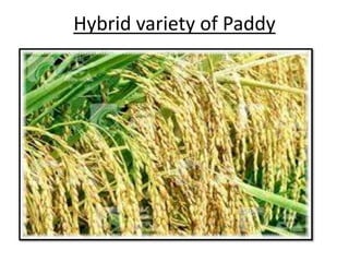 Hybrid variety of Paddy 
 