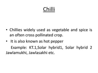 Chilli 
• Chillies widely used as vegetable and spice is 
an often cross pollinated crop. 
• It is also known as hot pepper 
Example: KT.1,Solar hybrid1, Solar hybrid 2 
Jawlamukhi, Jawlasakhi etc. 
 