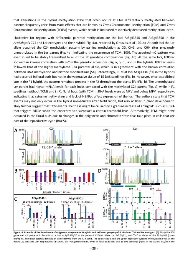 hybrid vigor in plants and the role of