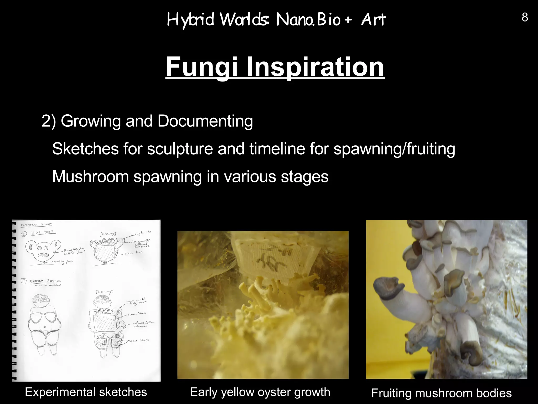 Hyb Worlds: Nano.Bio + Art
                           rid                                                    8



                        Fungi Inspiration
  2) Growing and Documenting
  ➢   Sketches for sculpture and timeline for spawning/fruiting
  ➢   Mushroom spawning in various stages




Experimental sketches     Early yellow oyster growth   Fruiting mushroom bodies
 