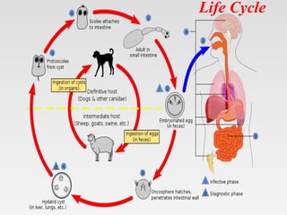 Life Cycle
 