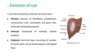 …Evolution of cyst
• Cyst wall secreted by embroyo has three layers:
a. Pericyst: Consists of fibroblastic proliferation,
mononuclear cells, eosinophils and giant cells;
eventually developing capsule.
b. Ectocyst: Composed of acellular, hyaline
material.
c. Endocyst: Germinal layer consisting of number
of nuclei; gives rise to brood capsule and hydatid
fluid.
 