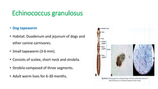 Echinococcus granulosus
• Dog tapeworm
• Habitat: Duodenum and jejunum of dogs and
other canine carnivores.
• Small tapeworm (3-6 mm).
• Consists of scolex, short neck and strobila.
• Strobila composed of three segments.
• Adult worm lives for 6-30 months.
 