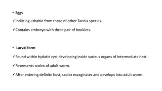 • Eggs
Indistinguishable from those of other Taenia species.
Contains embroyo with three pair of hooklets.
• Larval form
Found within hydatid cyst developing inside various organs of intermediate host.
Represents scolex of adult worm.
After entering definite host, scolex exvaginates and develops into adult worm.
 