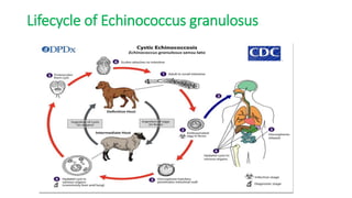 Lifecycle of Echinococcus granulosus
 