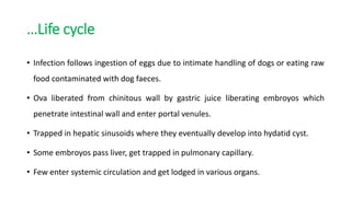 …Life cycle
• Infection follows ingestion of eggs due to intimate handling of dogs or eating raw
food contaminated with dog faeces.
• Ova liberated from chinitous wall by gastric juice liberating embroyos which
penetrate intestinal wall and enter portal venules.
• Trapped in hepatic sinusoids where they eventually develop into hydatid cyst.
• Some embroyos pass liver, get trapped in pulmonary capillary.
• Few enter systemic circulation and get lodged in various organs.
 