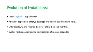 Evolution of hydatid cyst
• Greek: Hydatis: Drop of water.
• At site of deposition, embryo develops into hollow cyst filled with fluid.
• Enlarges slowly and reaches diameter of 0.5-1 cm in 6 months.
• Evokes host repsonse leading to deposition of capsule around it.
 