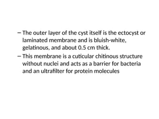 – The outer layer of the cyst itself is the ectocyst or
laminated membrane and is bluish-white,
gelatinous, and about 0.5 cm thick.
– This membrane is a cuticular chitinous structure
without nuclei and acts as a barrier for bacteria
and an ultrafilter for protein molecules
 