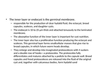 • The inner layer or endocyst is the germinal membrane.
– responsible for the production of clear hydatid fluid, the ectocyst, brood
capsules, scoleces, and daughter cysts.
– The endocyst is 10 to 25 µm thick and attached tenuously to the laminated
membrane.
– The absorptive function of the inner layer is important for cyst nutrition.
– The inner layer also has a proliferative function producing the ectocyst and
scoleces. This germinal layer forms smallcellular masses that give rise to
brood capsules, in which future worm heads develop.
– They enlarge and develop into invaginated protoscoleces with 4 suckers
and a double row of hooks—a protoscolex. The protoscolex fully
differentiates and matures attached by a pedicle to the capsule wall. Brood
capsules and freed protoscoleces are released into the fluid of the original
cyst and, together with calcareous bodies, form hydatid sand
 