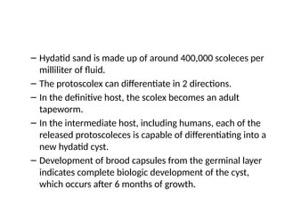 – Hydatid sand is made up of around 400,000 scoleces per
milliliter of fluid.
– The protoscolex can differentiate in 2 directions.
– In the definitive host, the scolex becomes an adult
tapeworm.
– In the intermediate host, including humans, each of the
released protoscoleces is capable of differentiating into a
new hydatid cyst.
– Development of brood capsules from the germinal layer
indicates complete biologic development of the cyst,
which occurs after 6 months of growth.
 
