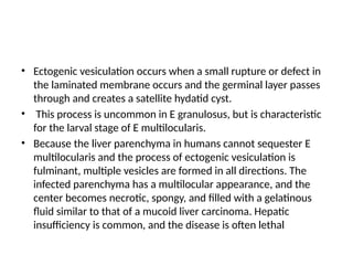 • Ectogenic vesiculation occurs when a small rupture or defect in
the laminated membrane occurs and the germinal layer passes
through and creates a satellite hydatid cyst.
• This process is uncommon in E granulosus, but is characteristic
for the larval stage of E multilocularis.
• Because the liver parenchyma in humans cannot sequester E
multilocularis and the process of ectogenic vesiculation is
fulminant, multiple vesicles are formed in all directions. The
infected parenchyma has a multilocular appearance, and the
center becomes necrotic, spongy, and filled with a gelatinous
fluid similar to that of a mucoid liver carcinoma. Hepatic
insufficiency is common, and the disease is often lethal
 