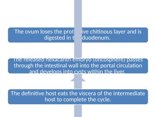 The ovum loses the protective chitinous layer and is
digested in the duodenum.
The released hexacanth embryo (oncosphere) passes
through the intestinal wall into the portal circulation
and develops into cysts within the liver.
The definitive host eats the viscera of the intermediate
host to complete the cycle.
 