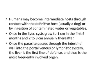• Humans may become intermediate hosts through
contact with the definitive host (usually a dog) or
by ingestion of contaminated water or vegetables.
• Once in the liver, cysts grow to 1 cm in the first 6
months and 2 to 3 cm annually thereafter.
• Once the parasite passes through the intestinal
wall into the portal venous or lymphatic system,
the liver is the first line of defense, and thus is the
most frequently involved organ.
 
