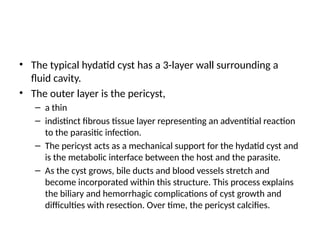 • The typical hydatid cyst has a 3-layer wall surrounding a
fluid cavity.
• The outer layer is the pericyst,
– a thin
– indistinct fibrous tissue layer representing an adventitial reaction
to the parasitic infection.
– The pericyst acts as a mechanical support for the hydatid cyst and
is the metabolic interface between the host and the parasite.
– As the cyst grows, bile ducts and blood vessels stretch and
become incorporated within this structure. This process explains
the biliary and hemorrhagic complications of cyst growth and
difficulties with resection. Over time, the pericyst calcifies.
 