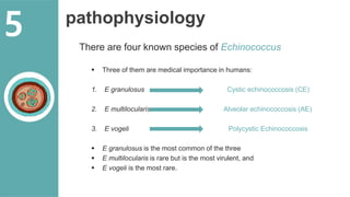 pathophysiology
There are four known species of Echinococcus
 Three of them are medical importance in humans:
1. E granulosus Cystic echinococcosis (CE)
2. E multilocularis Alveolar echinococcosis (AE)
3. E vogeli Polycystic Echinococcosis
 E granulosus is the most common of the three
 E multilocularis is rare but is the most virulent, and
 E vogeli is the most rare.
5
 