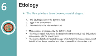 Etiology
 The life cycle has three developmental stages:
1. The adult tapeworm in the definitive host
2. eggs in the environment
3. metacestode in the intermediate host
 Metacestodes are ingested by the definitive host.
 The metacestodes mature into the tapeworm in the definitive host and, in turn,
release eggs into the environment.
 The intermediate host ingests the eggs, which hatch into metacestodes, which
infest the liver, lungs, muscles, and other organs of the intermediate host.
6
 