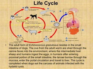 Life Cycle




• The adult form of Echinococcus granulosus resides in the small
  intestine of dogs. The ova from the adul...