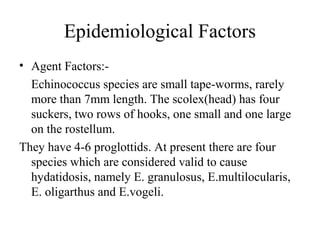 Epidemiological Factors
• Agent Factors:-
Echinococcus species are small tape-worms, rarely
more than 7mm length. The scolex(head) has four
suckers, two rows of hooks, one small and one large
on the rostellum.
They have 4-6 proglottids. At present there are four
species which are considered valid to cause
hydatidosis, namely E. granulosus, E.multilocularis,
E. oligarthus and E.vogeli.
 