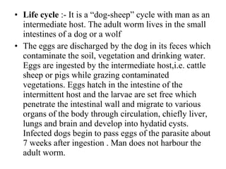 • Life cycle :- It is a “dog-sheep” cycle with man as an
intermediate host. The adult worm lives in the small
intestines of a dog or a wolf
• The eggs are discharged by the dog in its feces which
contaminate the soil, vegetation and drinking water.
Eggs are ingested by the intermediate host,i.e. cattle
sheep or pigs while grazing contaminated
vegetations. Eggs hatch in the intestine of the
intermittent host and the larvae are set free which
penetrate the intestinal wall and migrate to various
organs of the body through circulation, chiefly liver,
lungs and brain and develop into hydatid cysts.
Infected dogs begin to pass eggs of the parasite about
7 weeks after ingestion . Man does not harbour the
adult worm.
 