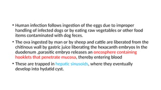 Comprehensive Overview of Human Echinococcosis: History, Life Cycle ...