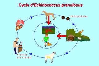 Cycle d’Echinococcus granulosus

                           E m b ry o p h o re s




A b a tta g e
n o n c o n tr ô lé
 