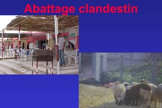 Abattage clandestin
 
