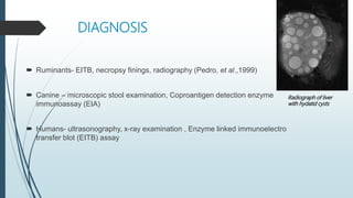 DIAGNOSIS
 Ruminants- EITB, necropsy finings, radiography (Pedro, et al.,1999)
 Canine – microscopic stool examination, Coproantigen detection enzyme
immunoassay (EIA)
 Humans- ultrasonography, x-ray examination , Enzyme linked immunoelectro
transfer blot (EITB) assay
Radiograph of liver
with hydatid cysts
 