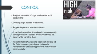 CONTROL
• Regular treatment of dogs to eliminate adult
tapeworms
• Denying dogs access to abattoirs
• Proper disposal of infected carcass
• It can be transmitted from dogs to humans easily
through contact – careful measures should be
taken while handling them
• Recombinant DNA vaccine has been developed
for Echinococcus granulosus, but needs
refinement for practical application- not available
commercially
 