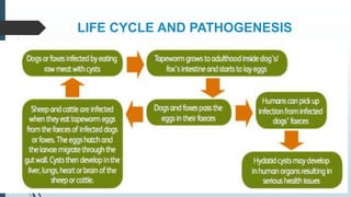LIFE CYCLE AND PATHOGENESIS
 