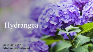 Hydrangea
2019-ag-7487
Mohammad Ahmad
 