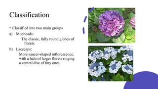 Hydrangea.pptx