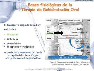 Hidratación en Pediatría
El transporte acoplado de sodio y
nutrientes:
• Glucosa ӿ
• Galactosa
• Aminoácidos
• Dipéptidos y tripéptidos
a través de la membrana del borde
en cepillo del enterocito, por
una proteína co-transportadora.
Complejo Transportador
Nutriente-Na+
W A T E R
http://www.scielo.org.ve/scielo.php?pid=S0004-06492009000400008&script=sci_arttext&tlng=pt
 