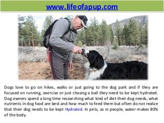 www.lifeofapup.comwww.lifeofapup.com
Dogs love to go on hikes, walks or just going to the dog park and if they are
focused on running, exercise or just chasing a ball they need to be kept hydrated.
Dog owners spend a long time researching what kind of diet their dog needs, what
nutrients in dog food are best and how much to feed them but often do not realize
that their dog needs to be kept Hydrated. In pets, as in people, water makes 80%
of the body.
 