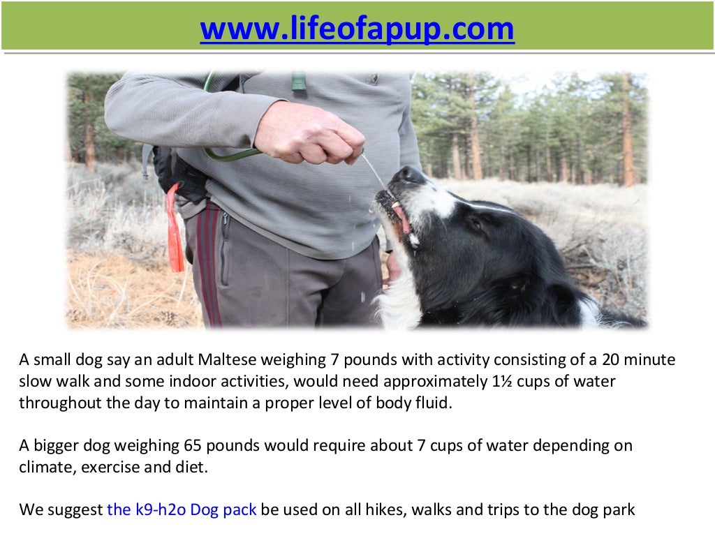 Hydration pack for dogs