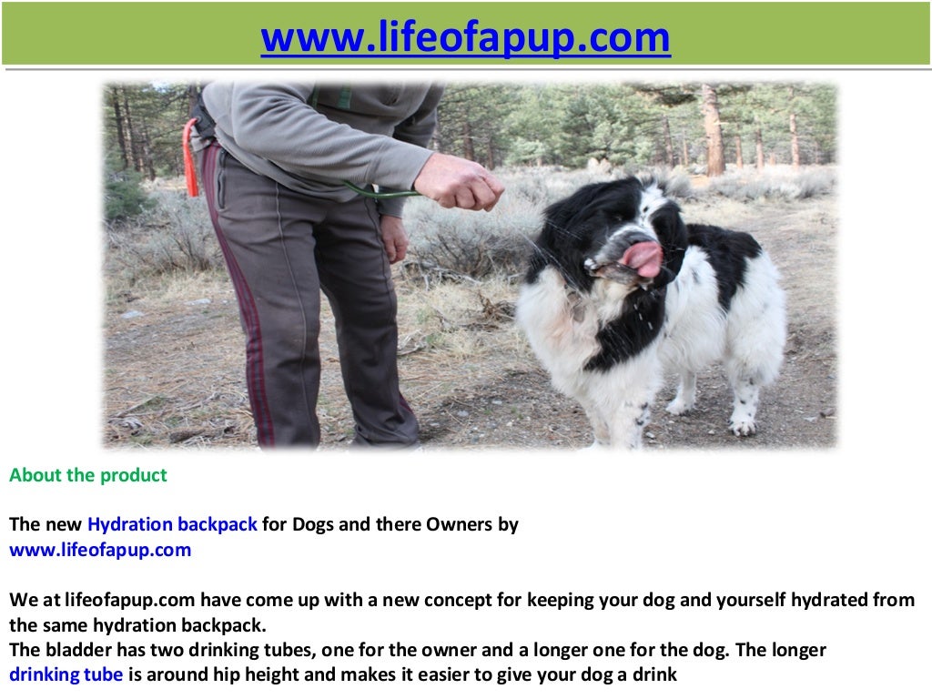 Hydration pack for dogs
